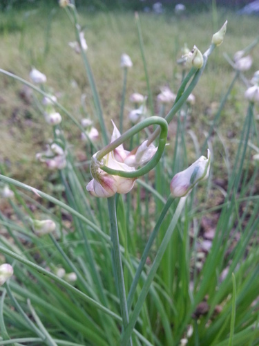Meadow garlic