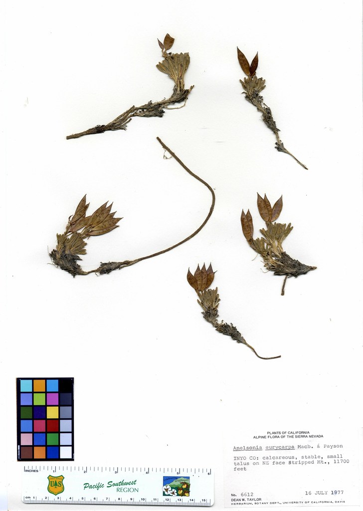 Touristplant (Dimorphocarpa wislizeni): Native Range | Native Plants ...