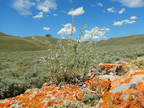 Prairie sagewort