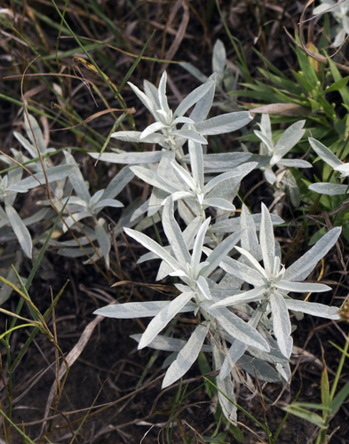 White sagebrush