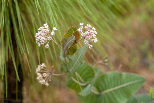 Pinewoods milkweed