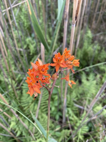 Fewflower milkweed