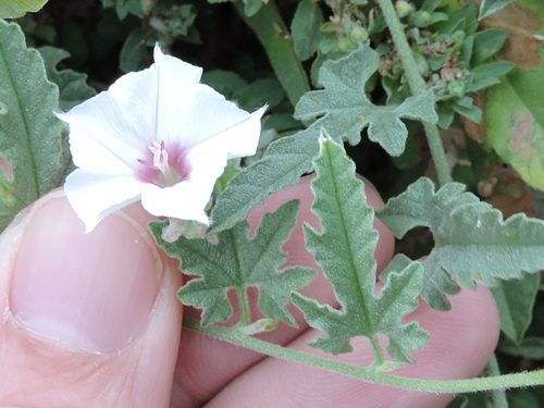 Texas bindweed