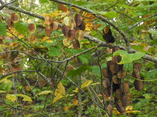 Wild yam
