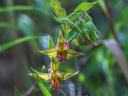 Stream orchid