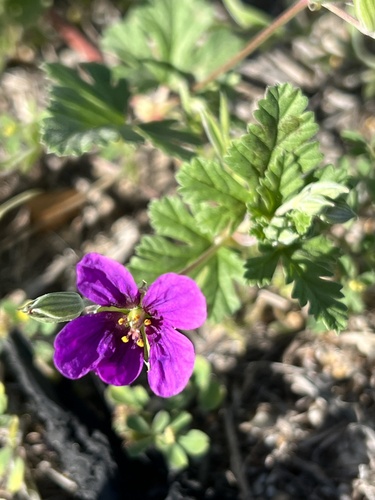 Texas stork's bill