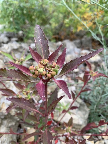 Toothed spurge