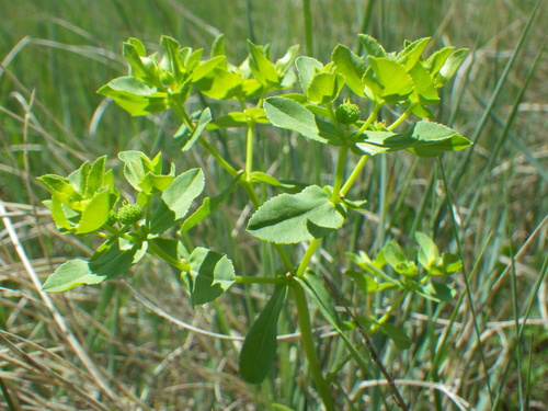 Warty spurge