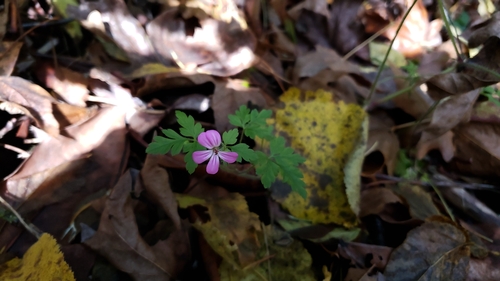 Robert geranium