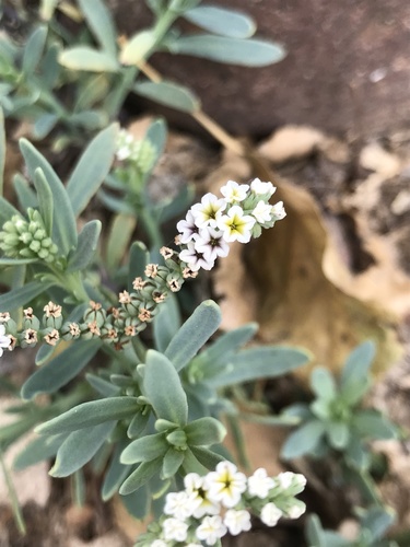 Salt heliotrope