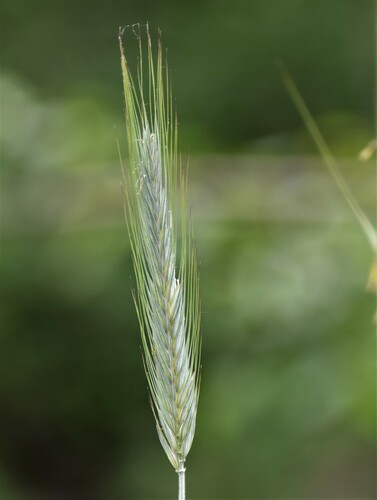 Meadow barley