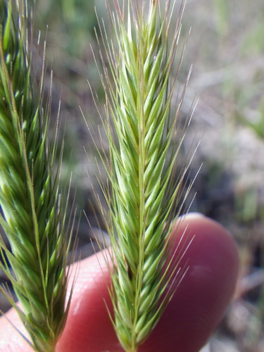 Little barley