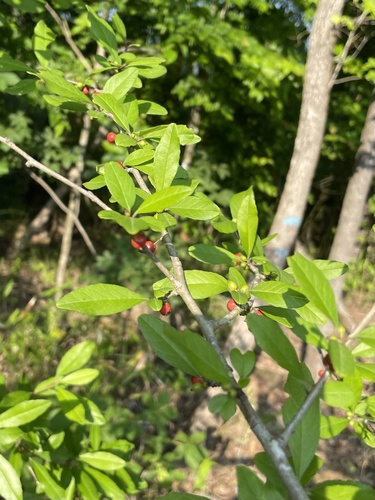 Possumhaw