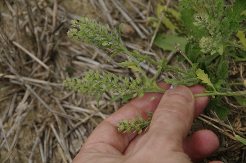 Shaggyfruit pepperweed