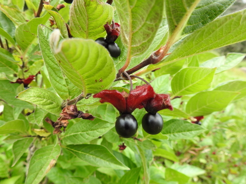 Twinberry honeysuckle