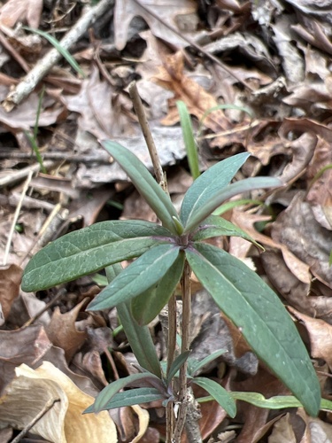 Trumpet honeysuckle