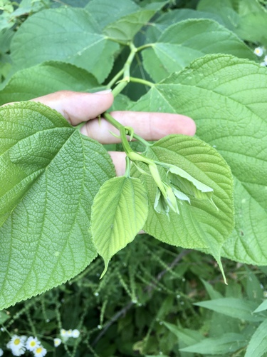 Red mulberry