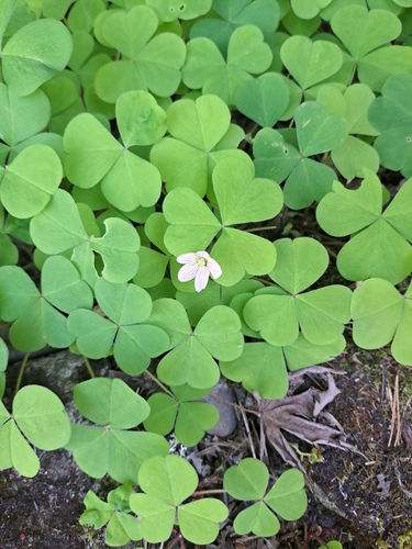 Redwood-sorrel