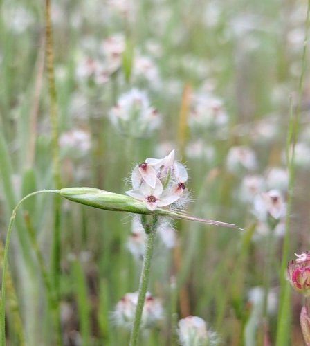Dotseed plantain