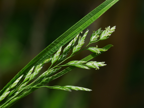 Kentucky bluegrass