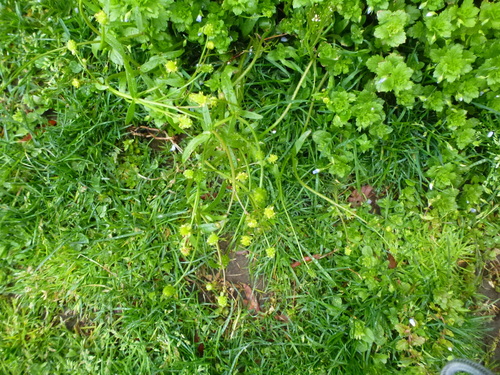Littleleaf buttercup