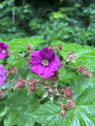 Purpleflowering raspberry