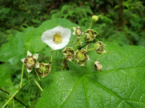 Thimbleberry