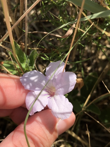 Fringeleaf wild petunia