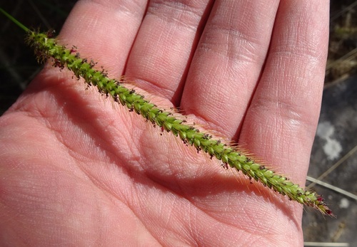 Marsh bristlegrass