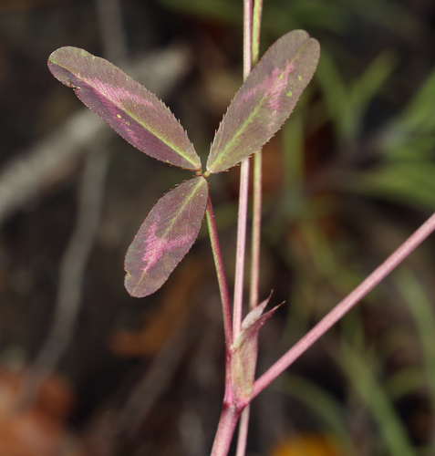 Foothill clover