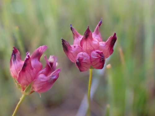 Cowbag clover