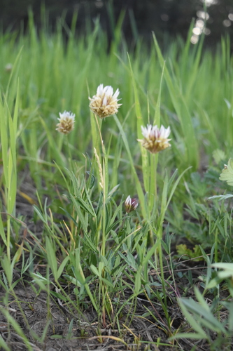 Longstalk clover