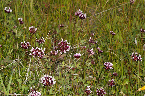 Whitetip clover