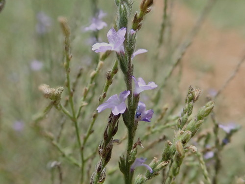 Texas vervain