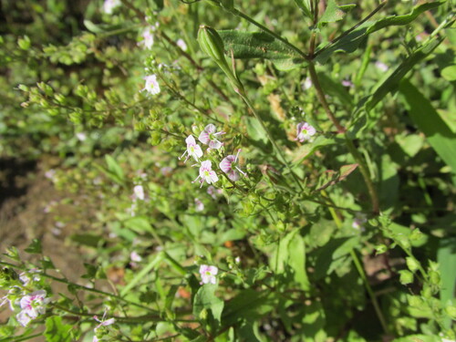 Water speedwell