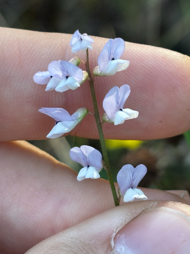 Fourleaf vetch