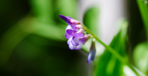 Louisiana vetch